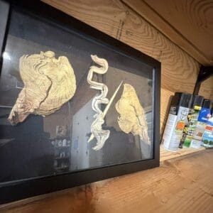 Framed display with three dried specimens, including a coiled snake, on a wooden shelf beside spray cans.